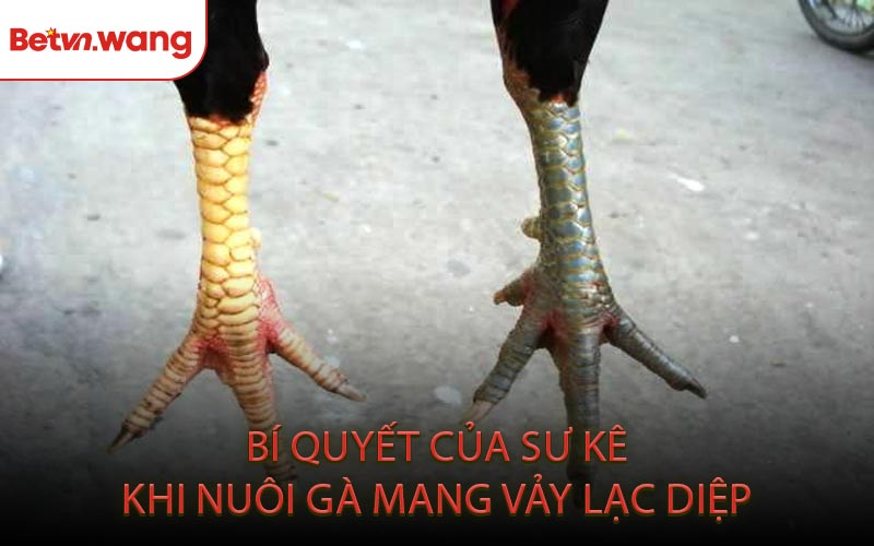 Bí Quyết Của Sư Kê Khi Nuôi Gà Mang Vảy Lạc Diệp