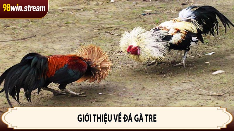 Giới thiệu về đá gà tre