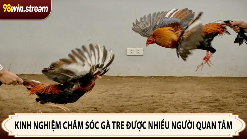 Kinh nghiệm chăm sóc gà tre được nhiều người quan tâm